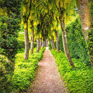 Shaded garden path beneath arching laburnum trees hung with golden flower clusters.