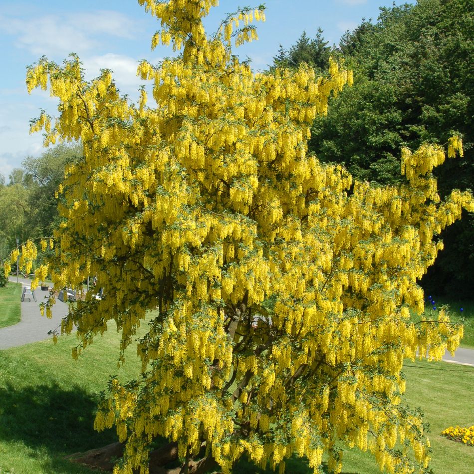 Mature Laburnum ‘Vossii’ forming a dense golden canopy in a sunny garden.