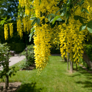Long golden-yellow laburnum flower raceme hanging against fresh green foliage.