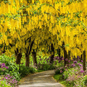 Laburnum arch over a garden walkway glowing with abundant yellow flower chains.