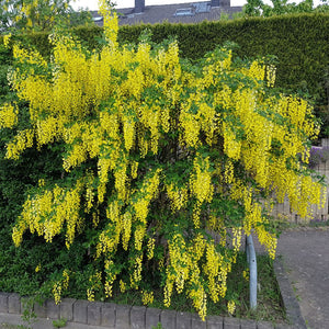 Wide spreading Laburnum ‘Vossii’ canopy covered with pendulous golden blossoms.