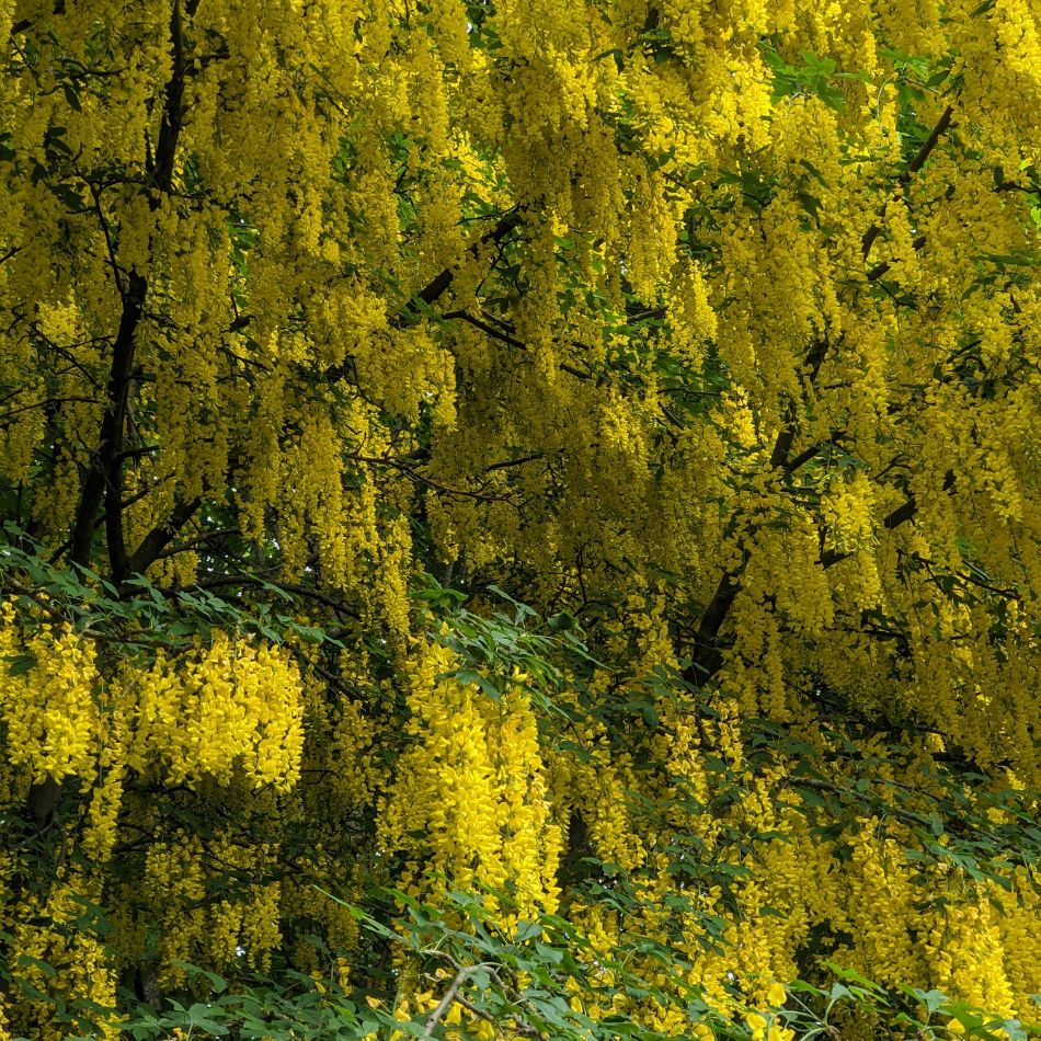 Laburnum ‘Vossii’ branches draped in dense cascades of golden-yellow flowers.