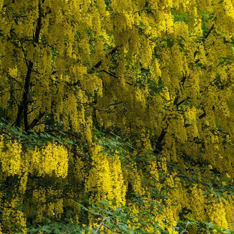 Laburnum ‘Vossii’ branches draped in dense cascades of golden-yellow flowers.