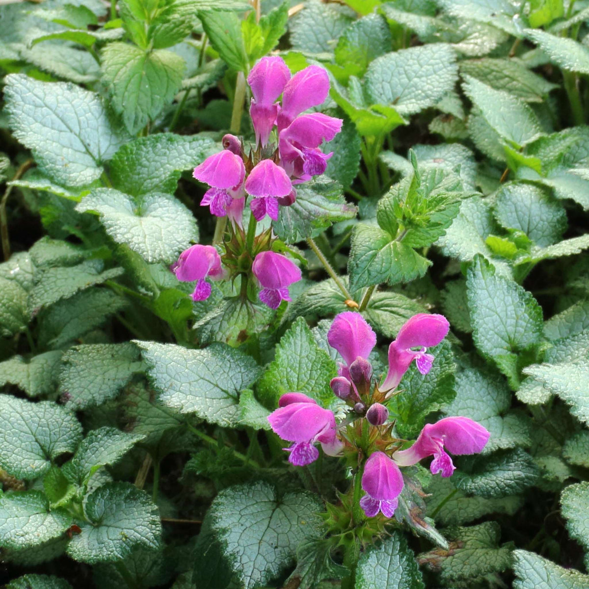 Pink Lamium maculatum ‘Beacon Silver’ flowers above silver-patterned leaves.