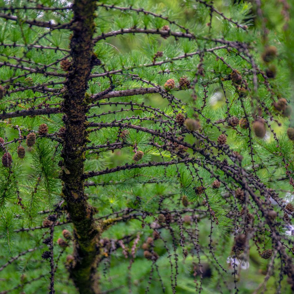 Japanese larch trunk and spreading branches dotted with numerous small dark cones.