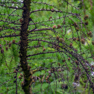 Japanese larch trunk and spreading branches dotted with numerous small dark cones.