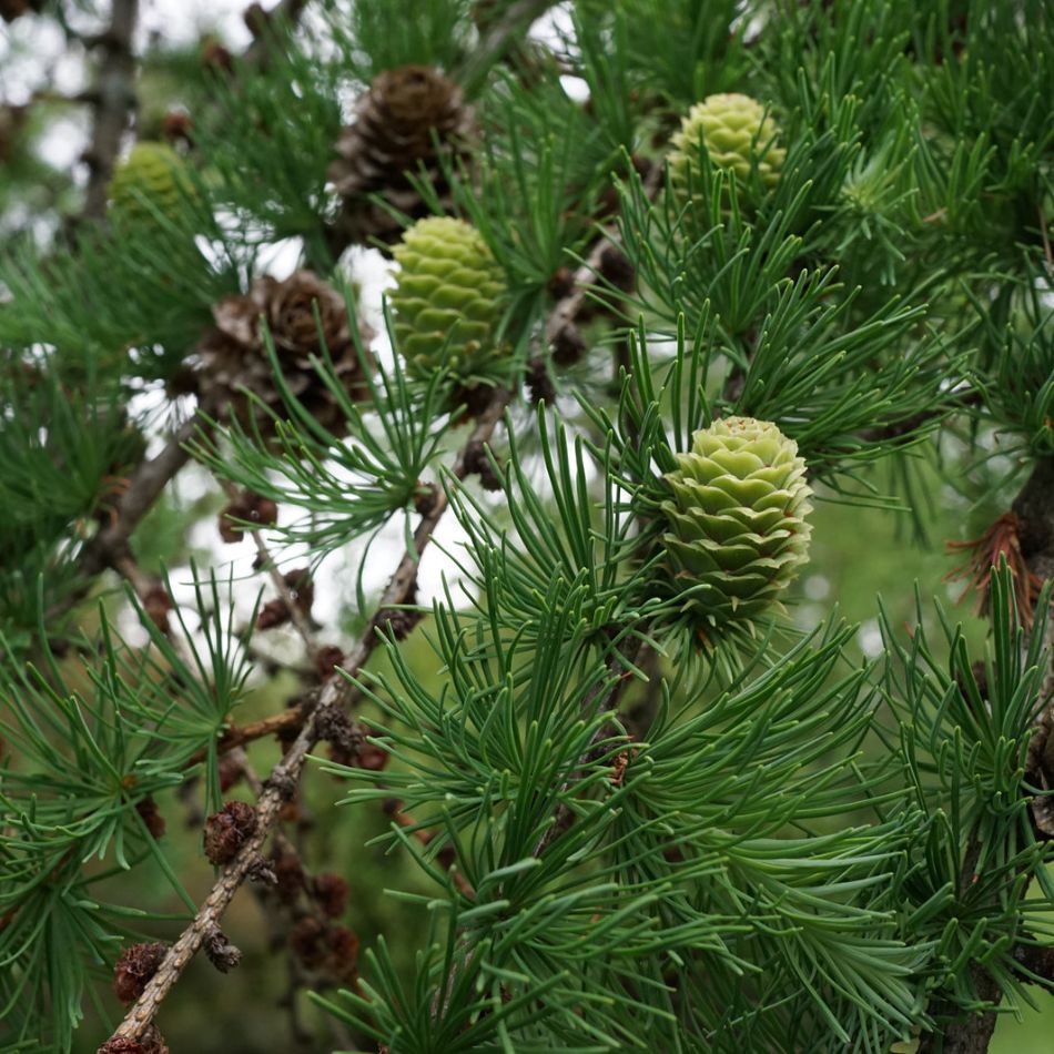 Japanese larch branch bearing green young cones, a brown mature cone and soft needle tufts.