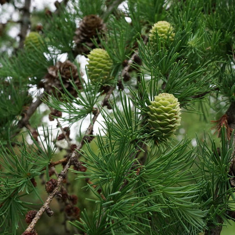 Japanese larch branch bearing green young cones, a brown mature cone and soft needle tufts.