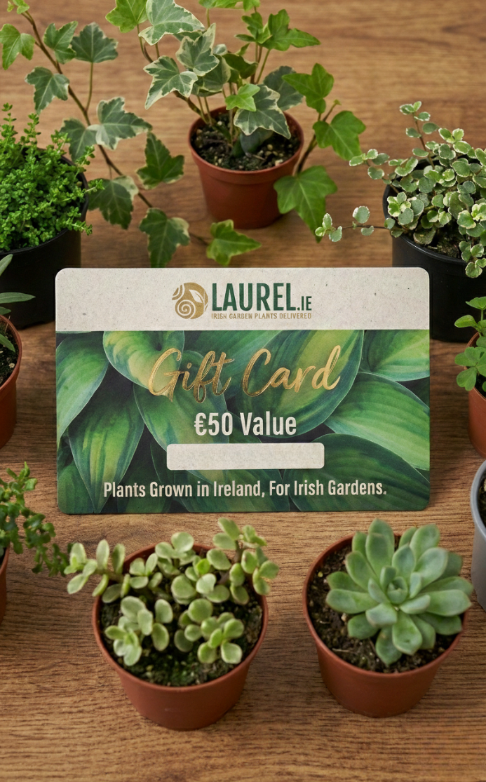 Gift card with Laurel branding on a wooden surface surrounded by potted plants
