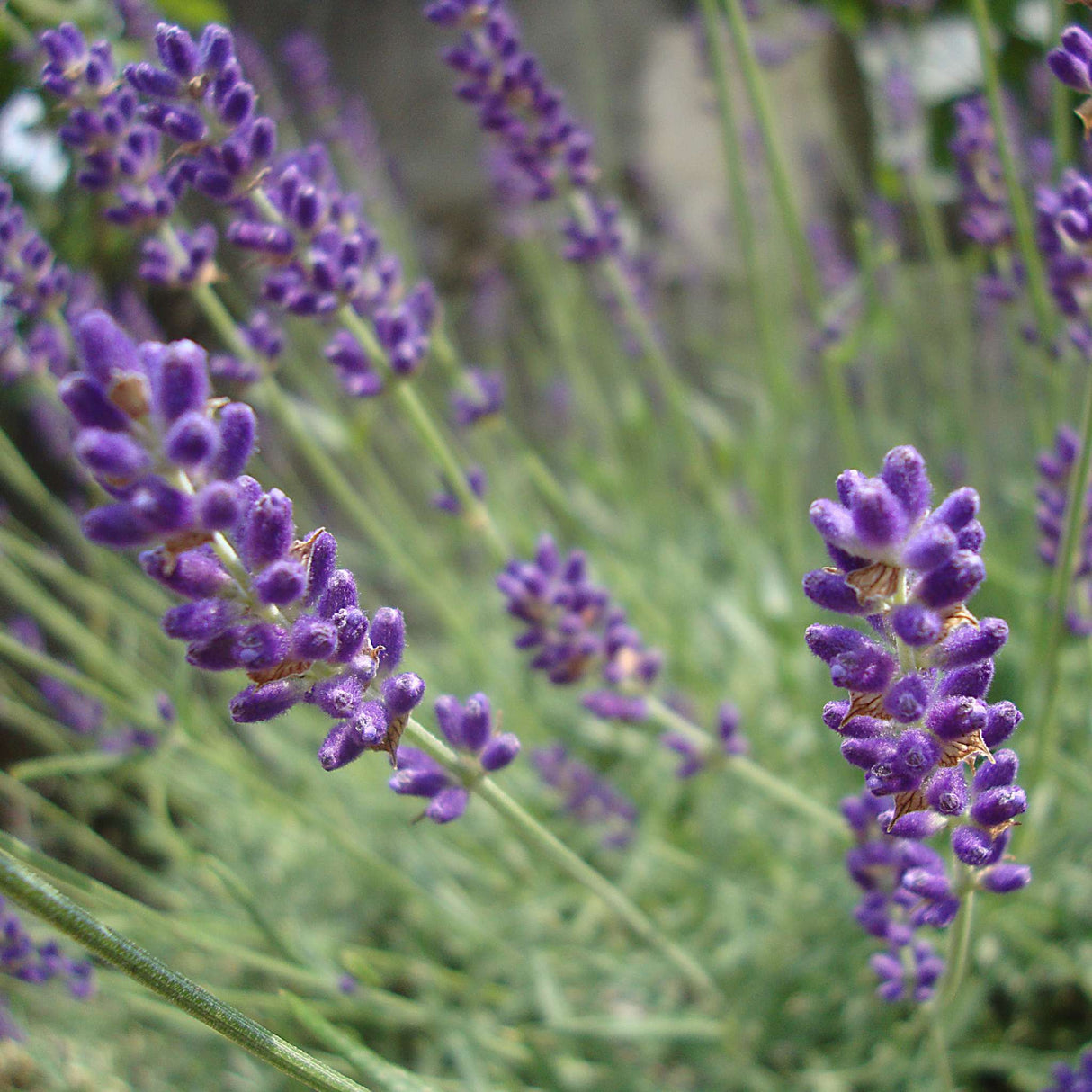Lavandula angustifolia ‘Hidcote’