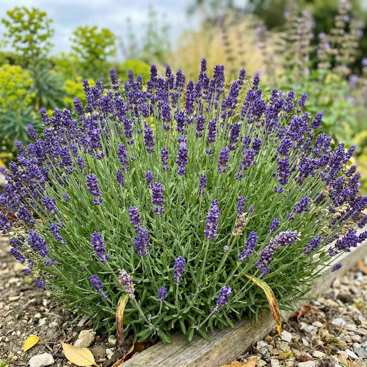 Lavandula angustifolia ‘Munstead’