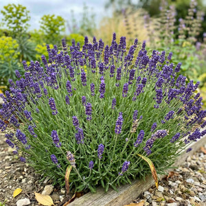 Lavandula angustifolia ‘Munstead’