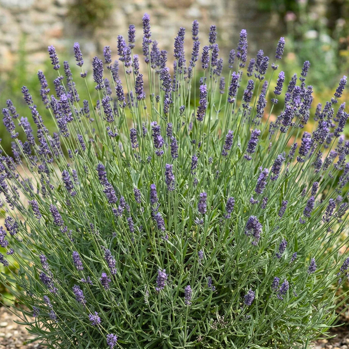 Lavandula angustifolia ‘Vera’
