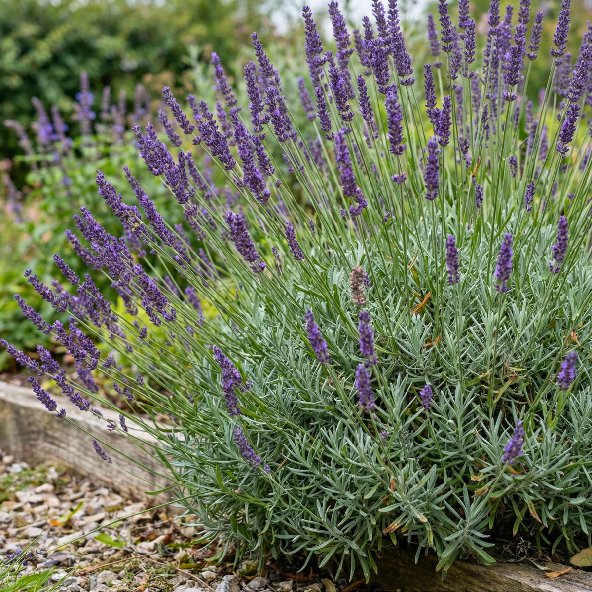 Lavandula × intermedia ‘Grosso’