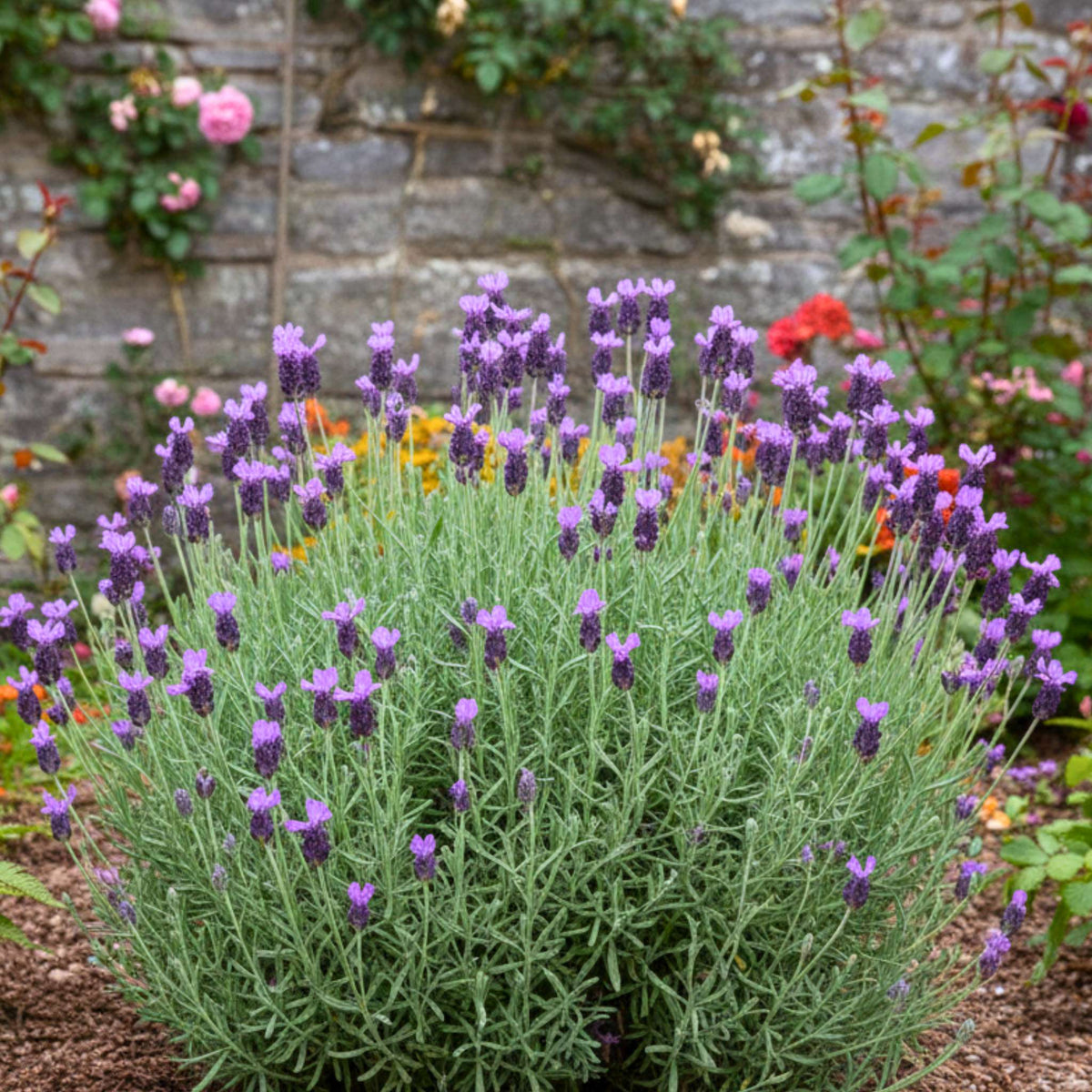 Lavandula stoechas ‘Lilac Wings’