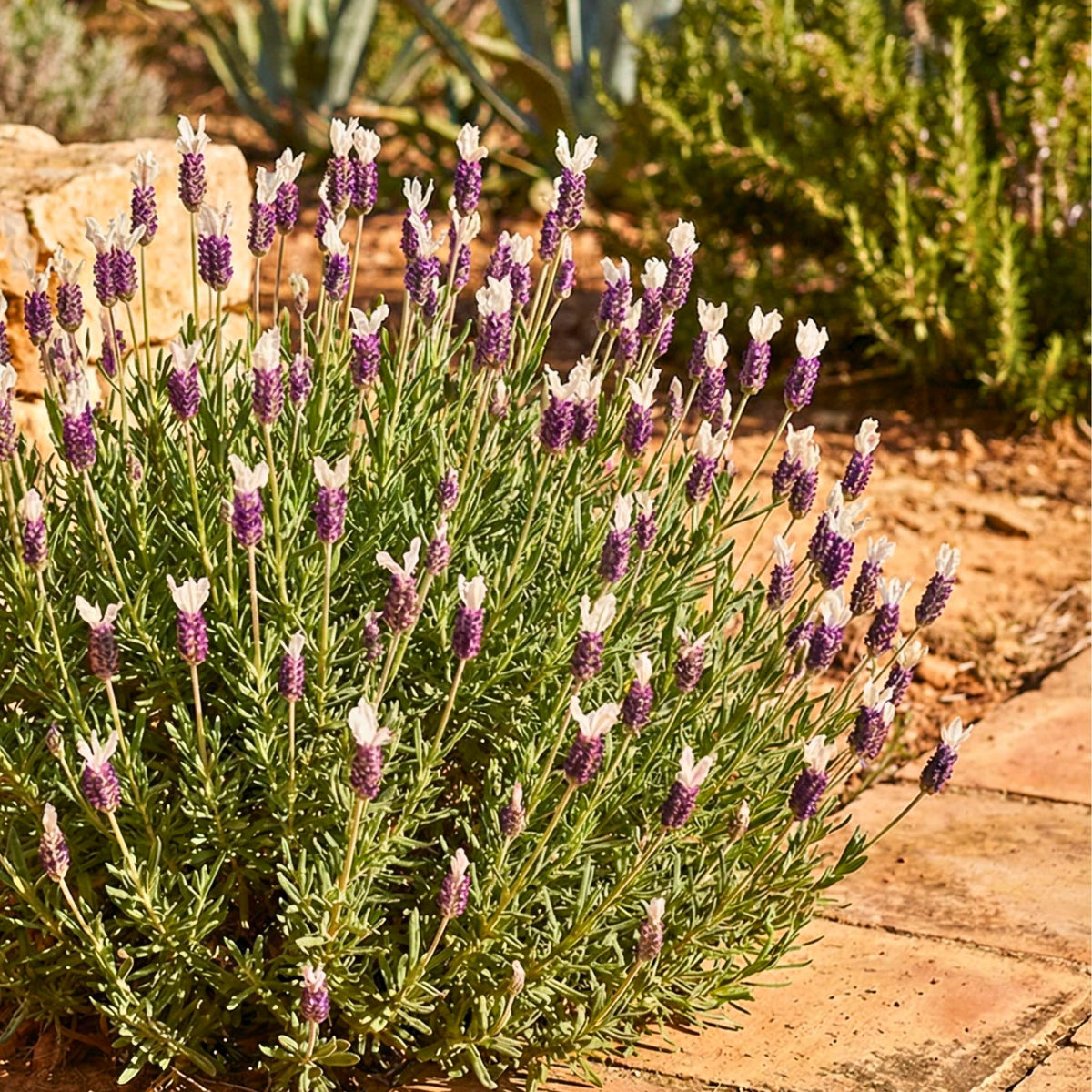 Lavandula stoechas ‘Tiara’