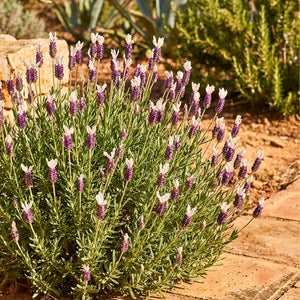 Lavandula stoechas ‘Tiara’