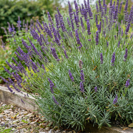 Dense Lavandula × intermedia ‘Grosso’ mound with upright purple flower spikes.