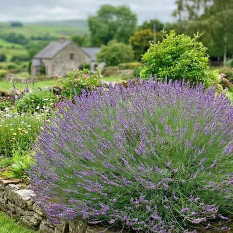Large rounded Lavandula × intermedia ‘Phenomenal’ covered with a haze of purple blooms.