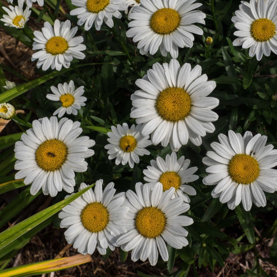 Close view of fresh white Leucanthemum ‘Snowcap’ daisies with golden-yellow centres.