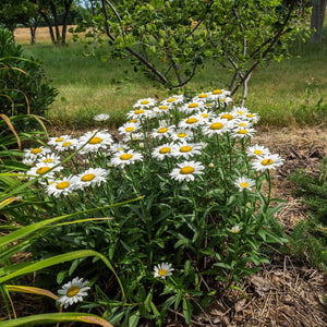 Leucanthemum ‘Snowcap’ forming a flowering clump of white daisies in a mulched border.