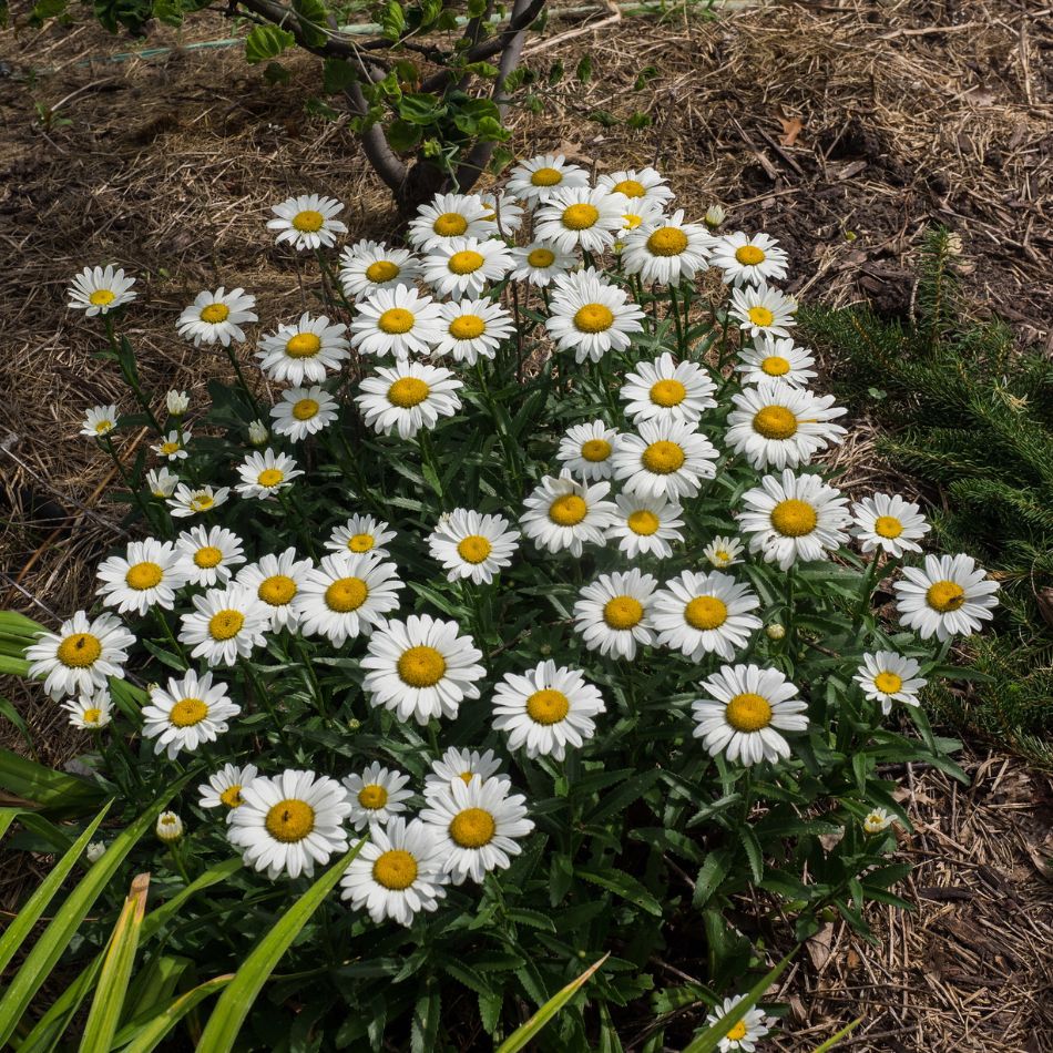 Low rounded mass of Leucanthemum ‘Snowcap’ daisies growing beside strap-like foliage.