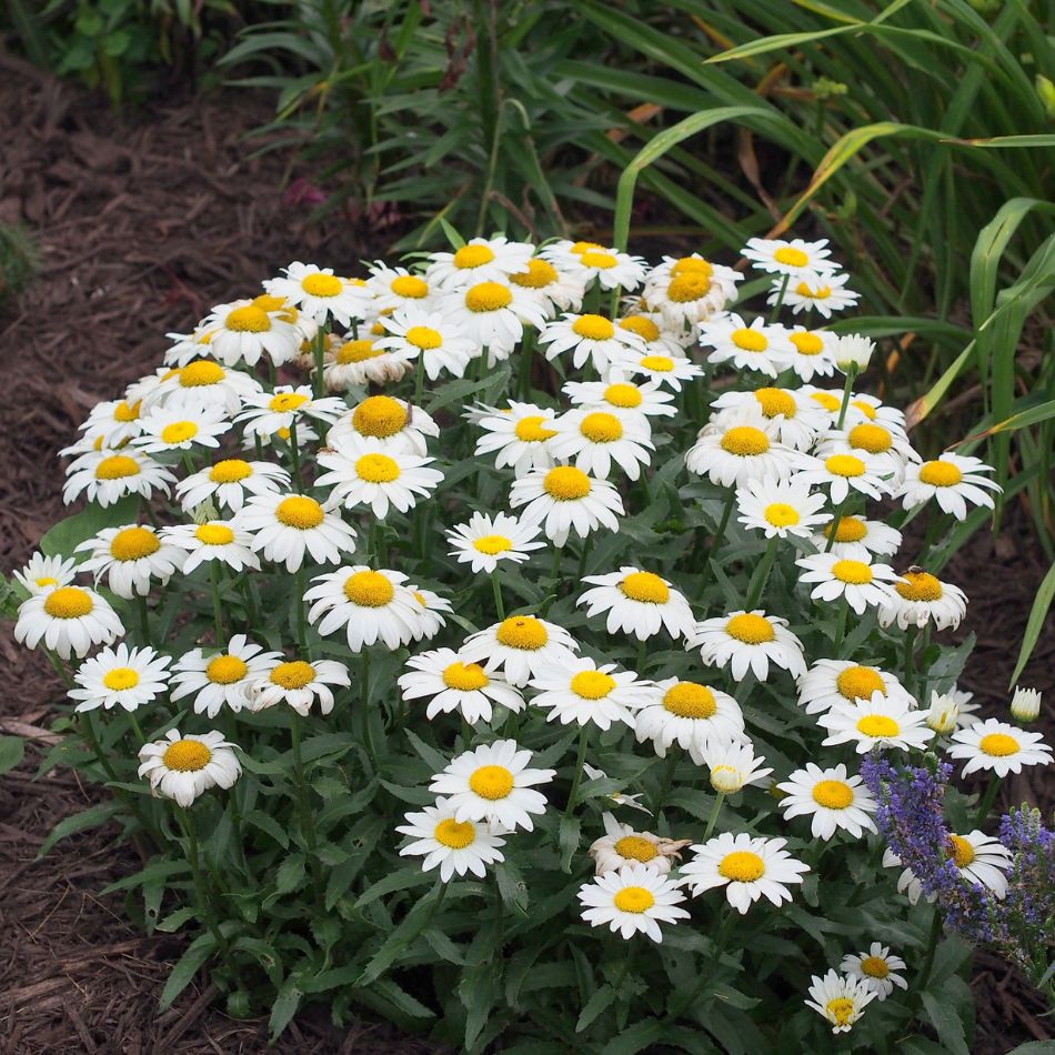 Compact mound of Leucanthemum ‘Snowcap’ covered with white daisies and yellow centres.