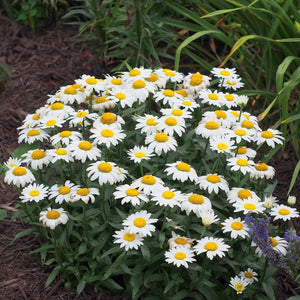 Compact mound of Leucanthemum ‘Snowcap’ covered with white daisies and yellow centres.