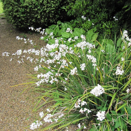 Libertia grandiflora ‘Sweet’