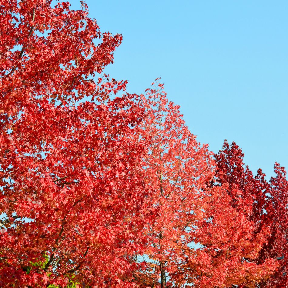 Liquidambar styraciflua ‘Worplesdon’