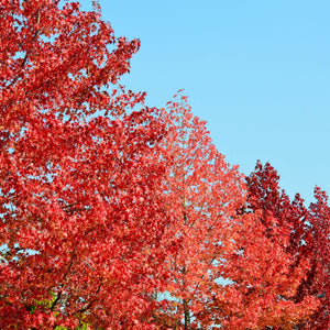 Liquidambar styraciflua ‘Worplesdon’