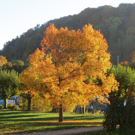 Mature sweet gum tree glowing orange and golden yellow in an autumn landscape.