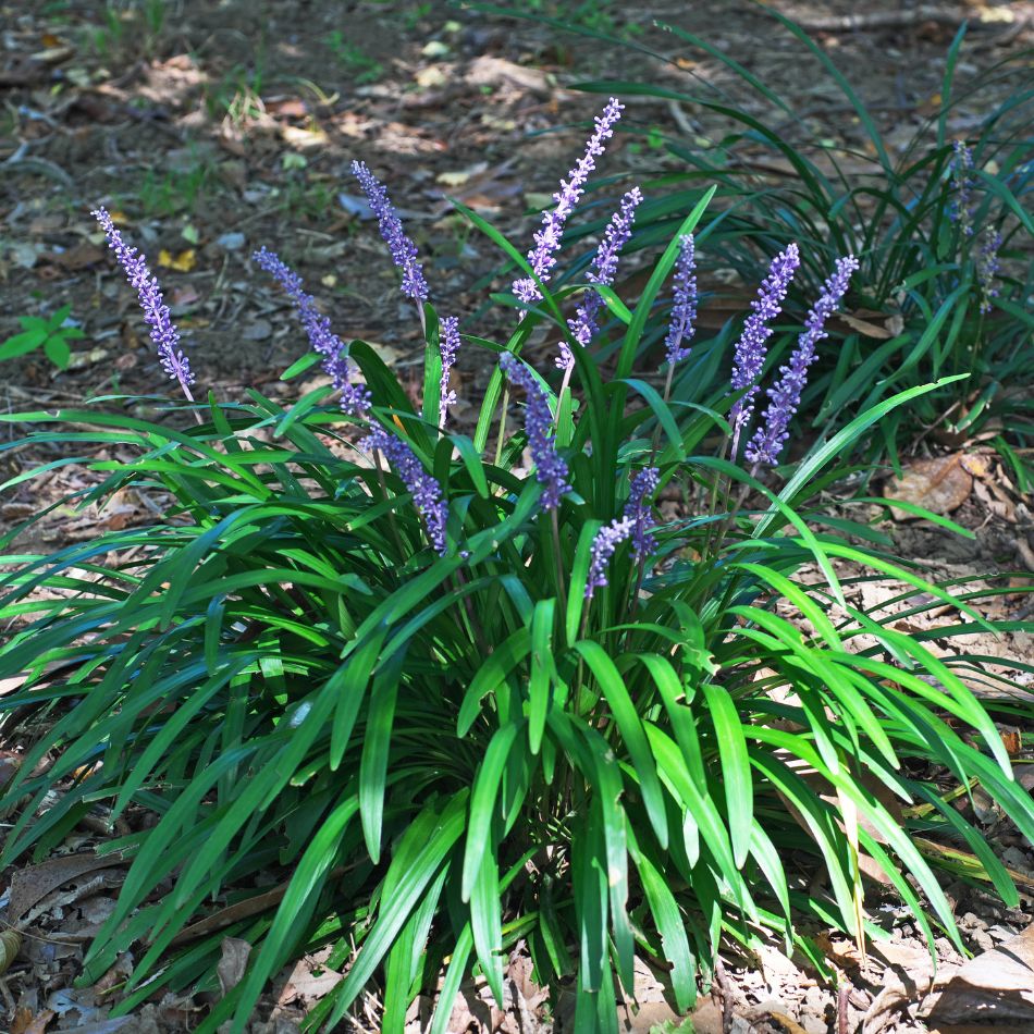 Liriope muscari ‘Big Blue’