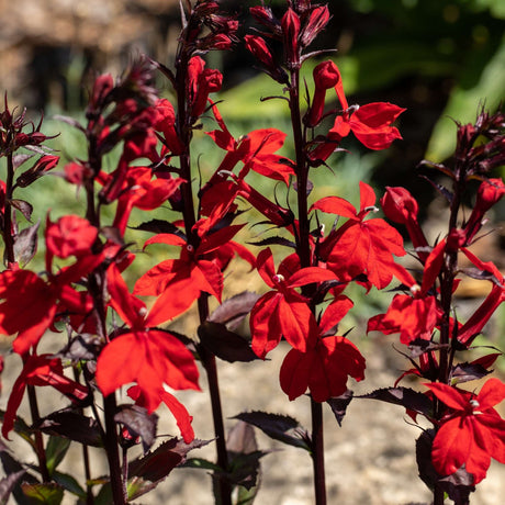Close-up of vivid red Lobelia cardinalis ‘Queen Victoria’ flowers on dark stems.
