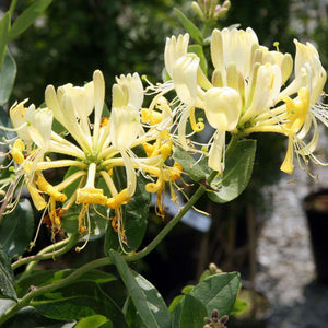 Lonicera periclymenum ‘Scentsation’