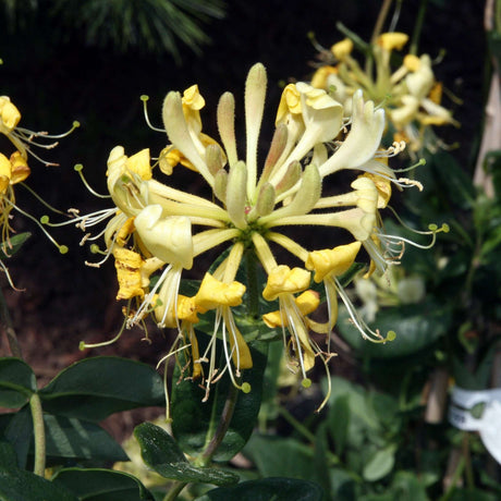 Creamy yellow Lonicera periclymenum ‘Scentsation’ flowers with long curling stamens.