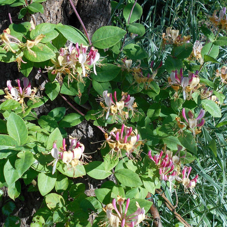 Leafy Lonicera ‘Serotina’ vine covered with pink and cream tubular flowers.