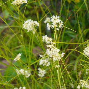 Airy white Luzula nivea flowers rising on fine stems through grassy foliage.