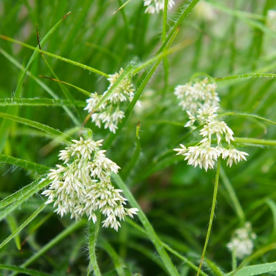 Close-up of fluffy white Luzula nivea flower clusters above slender green leaves.