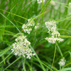 Close-up of fluffy white Luzula nivea flower clusters above slender green leaves.