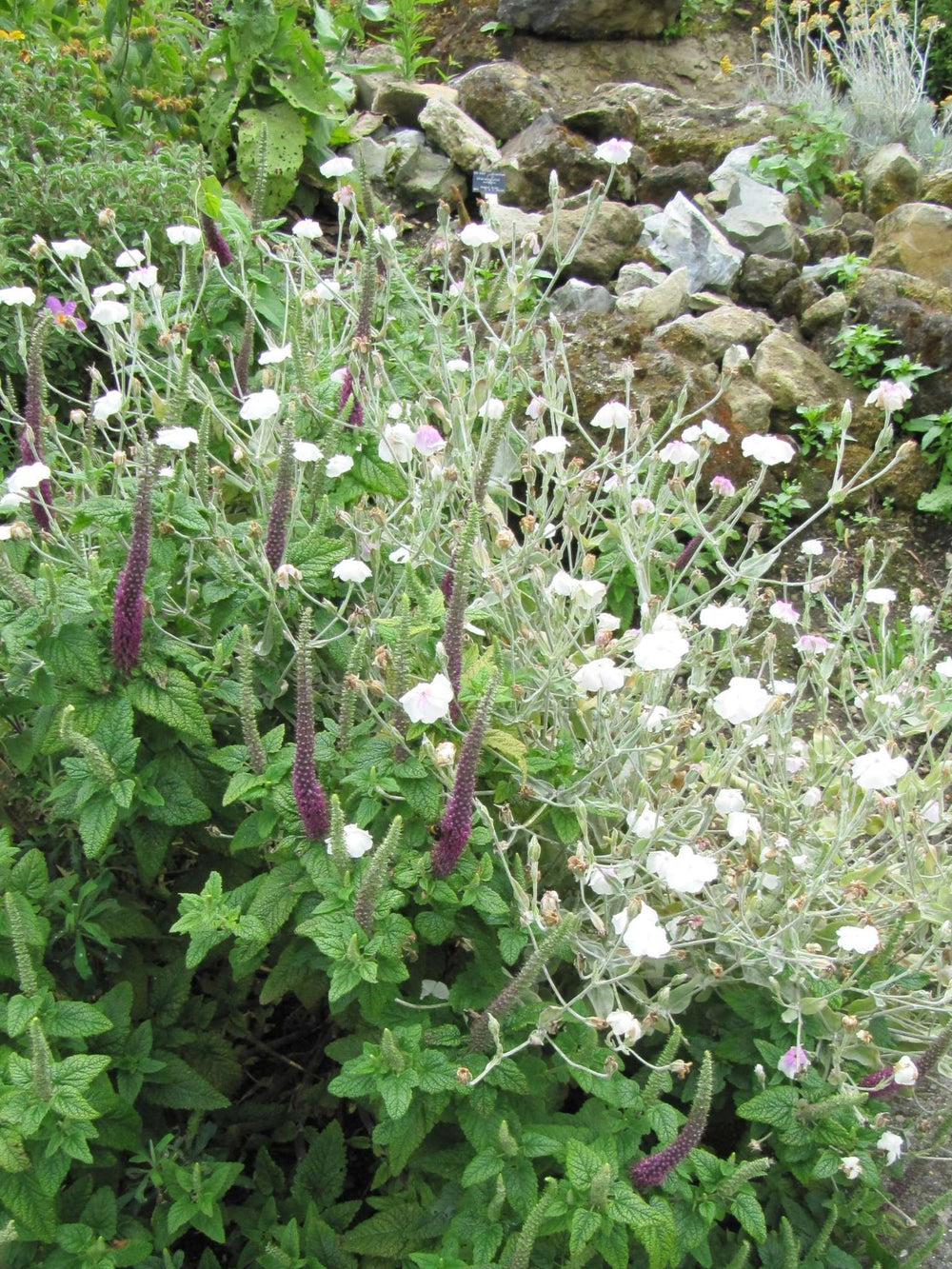 Lychnis coronaria ‘Alba’