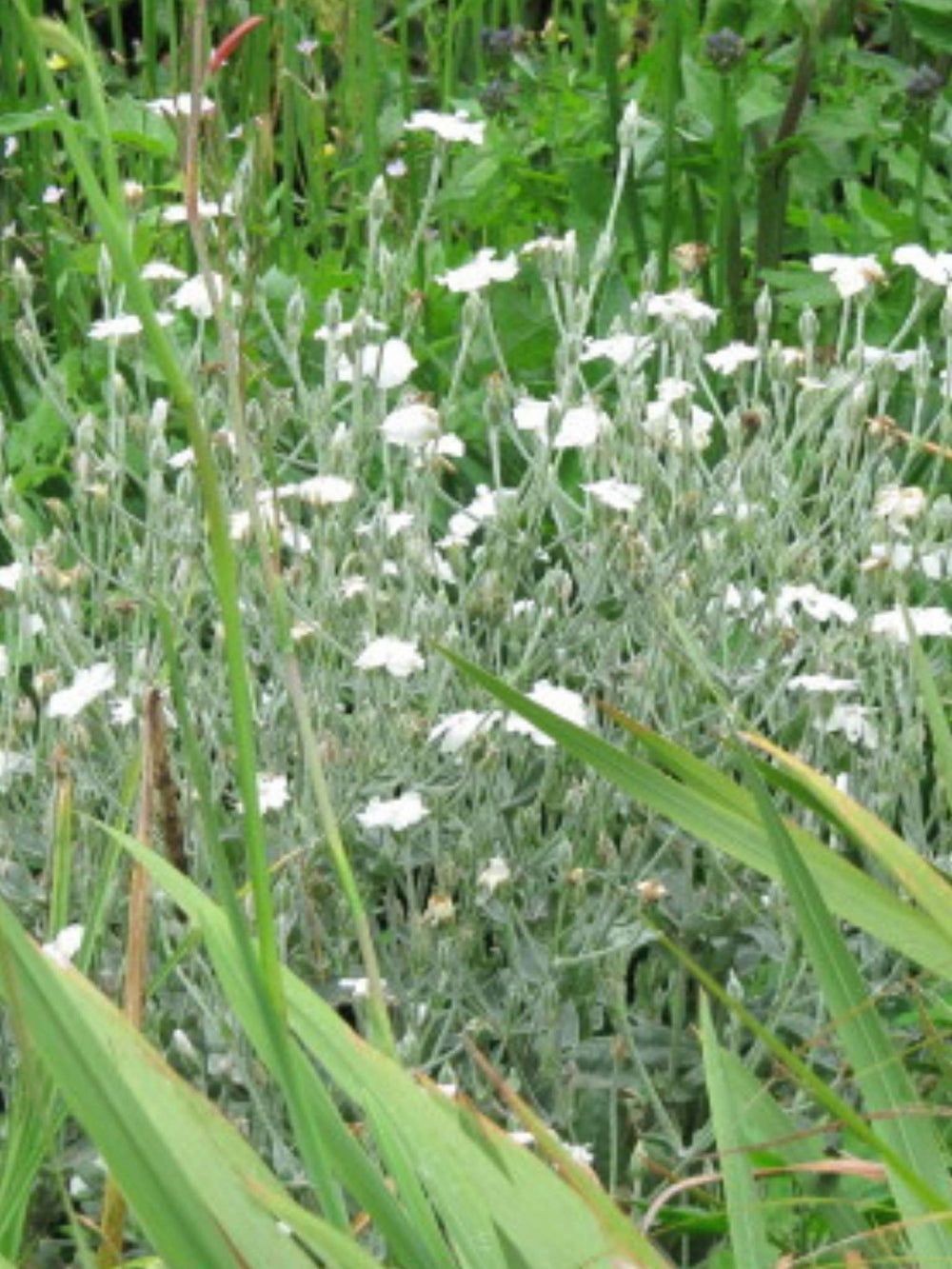 Lychnis coronaria ‘Alba’