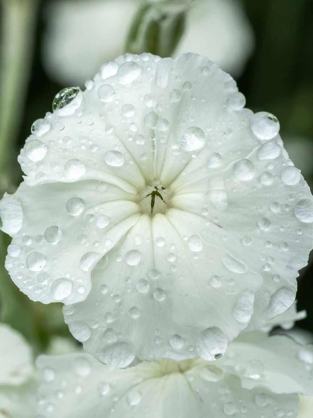 Lychnis coronaria ‘Alba’