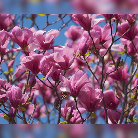 Close view of deep pink Magnolia ‘Galaxy’ flowers against a clear blue sky.