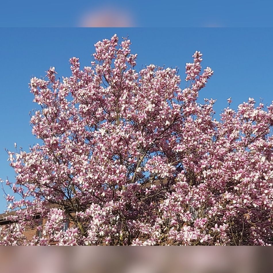 Mature Magnolia ‘Galaxy’ tree crowned with abundant soft pink blooms beneath blue sky.
