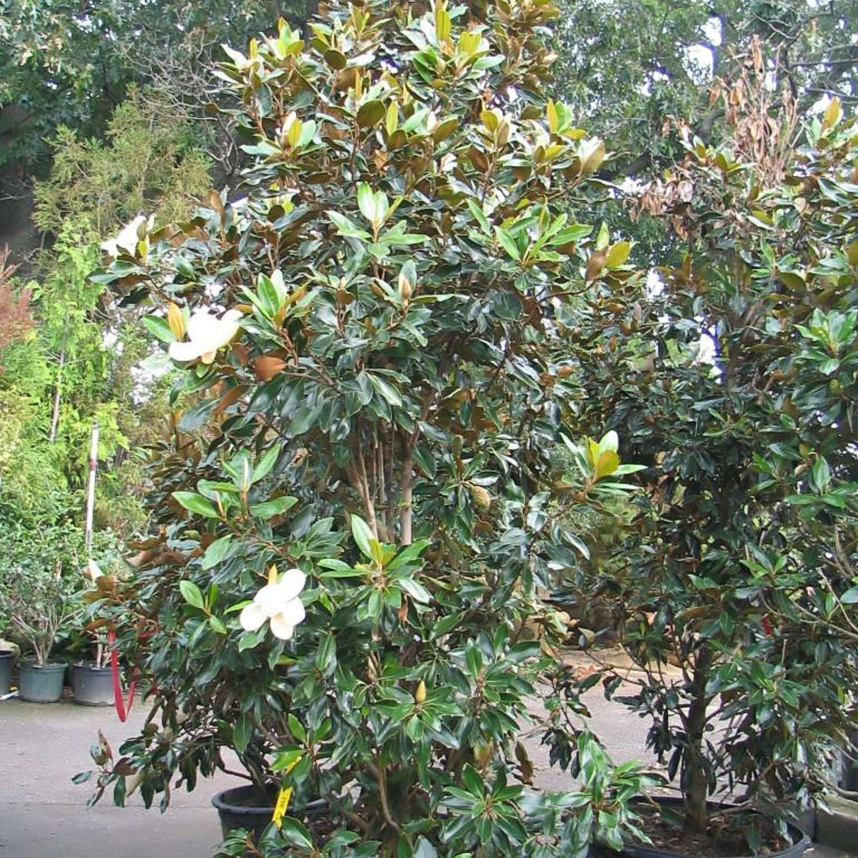Magnolia grandiflora ‘Little Gem’