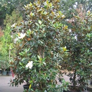 Magnolia grandiflora ‘Little Gem’