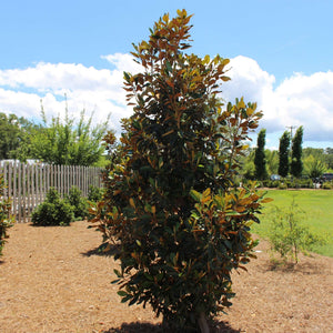 Magnolia grandiflora ‘Little Gem’