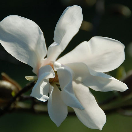 Close-up of a white Magnolia kobus flower with gently curved petals.