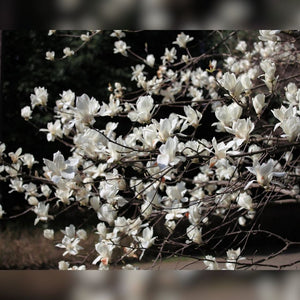 Spreading Magnolia kobus branches laden with white blossoms in front of a brick wall.